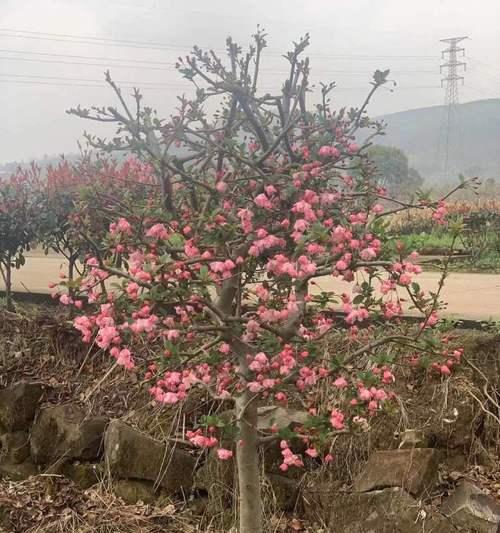 探秘垂丝海棠的生长习性(垂丝海棠是乔木还是灌木植物?植物学家告诉你)