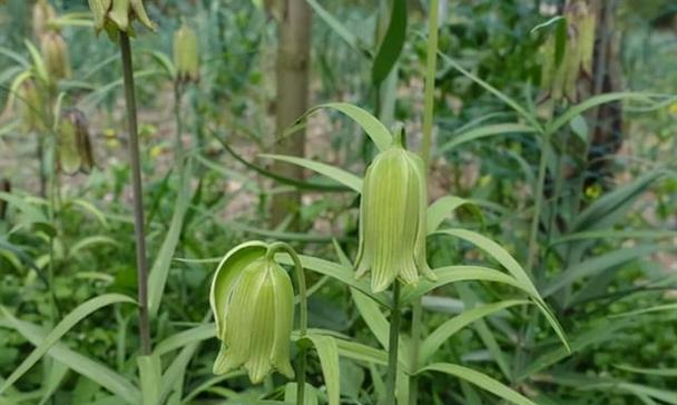 百合科植物——生命之美（探秘百合科植物的种类和特点）