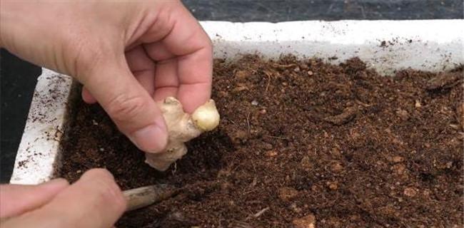 姜的种植：选择合适的土壤和环境