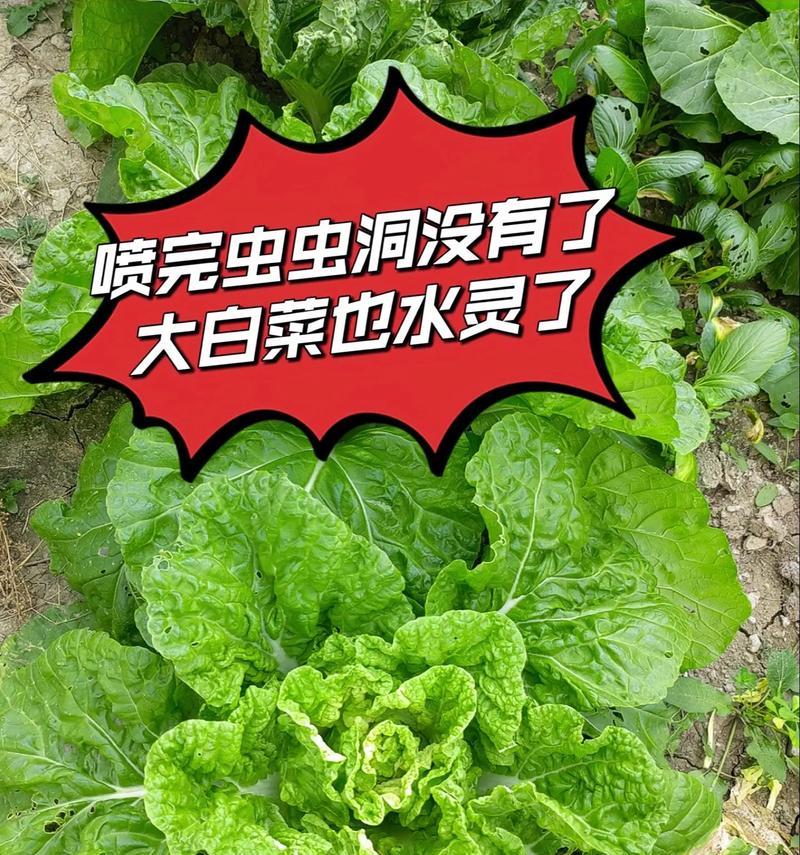 白菜长虫子终结计划（教你如何消灭白菜长虫子）