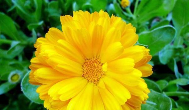 金盏花的五彩斑斓（探秘金盏花的五种颜色）