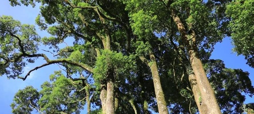 类香樟树，您一定不知道的15个知识点（探索类似香樟树的神秘树种，掌握关键生长特征）