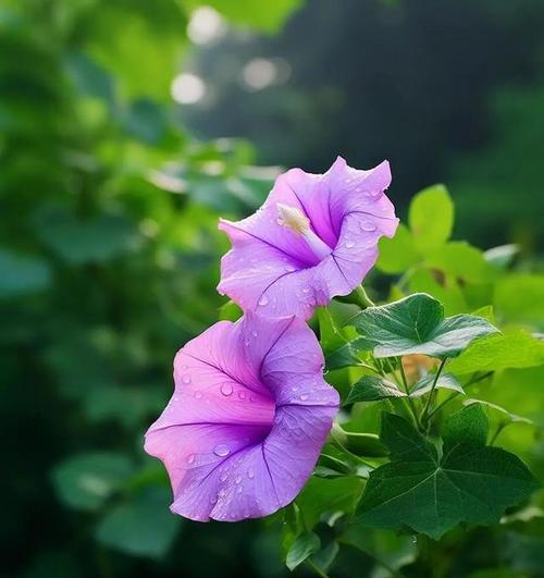 喇叭花气味解析（探究喇叭花散发出的奇特气味）