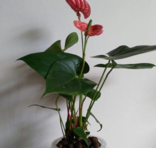 红掌花有毒吗？放在室内养护需谨慎（红掌花毒性分析、养护注意事项）