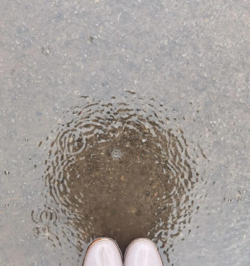 富贵竹与雨水的相遇（淋雨、拿出去？你需要知道的那些事情）