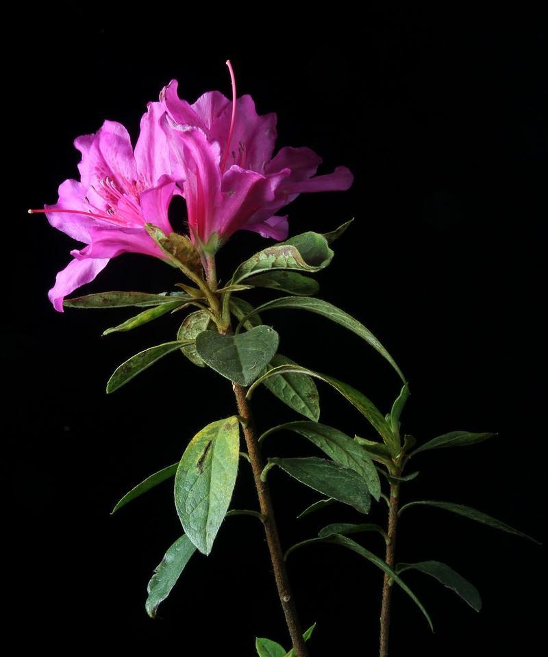 怎样处理杜鹃花枯枝（让杜鹃花焕发新生命的方法）