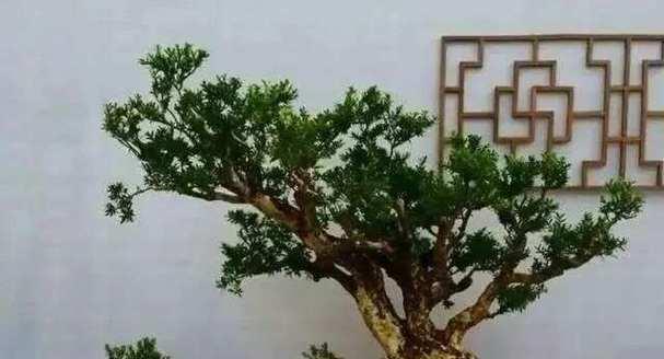 黄杨树的喜阳喜阴性（深入了解黄杨树的适生环境和特点）