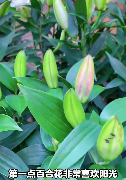 百合花的养殖技巧（打造美丽花园的关键一步百合花的养护指南）