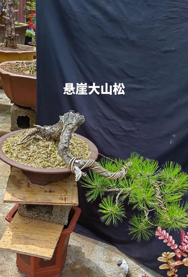 用普通松树打造别具特色的盆栽（发掘松树独特之美，创造独一无二的盆栽装饰）