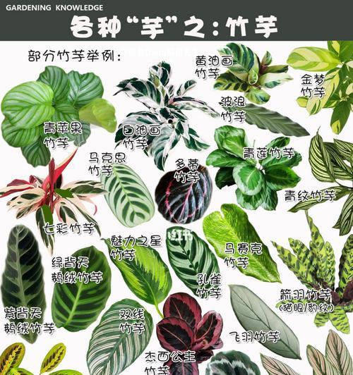 以喜林芋的叶子怎么养（喜林芋叶子的养护技巧）