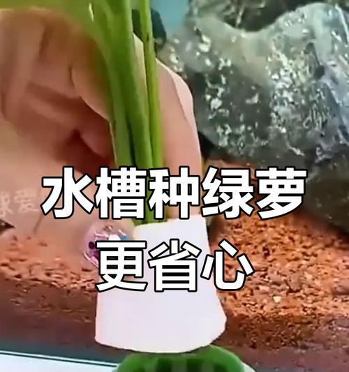以水养绿萝盆的方法与技巧（从水质到浇水频率，教你打造健康绿萝盆）