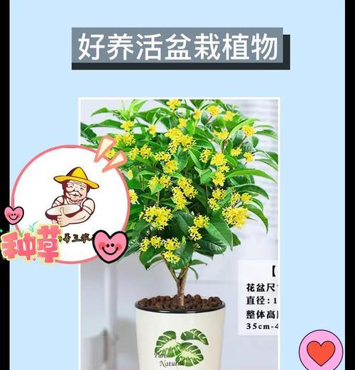 冬季桂花的养殖技巧（让你在寒冷的冬季也能欣赏到桂花的香气）
