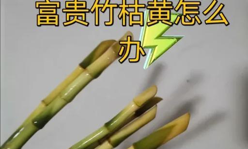 如何拯救枯萎的转运竹干（转运竹干枯了怎么办？救救它的秘诀！）