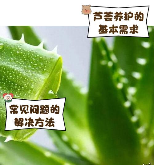 芦荟的培植技巧与注意事项（打造居家首选的芦荟植物园，让你拥有绿色健康生活）