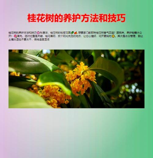 桂花树喜阴还是喜阳？揭开神秘面纱（从光照、土壤、环境三方面探究桂花树的养殖特点）