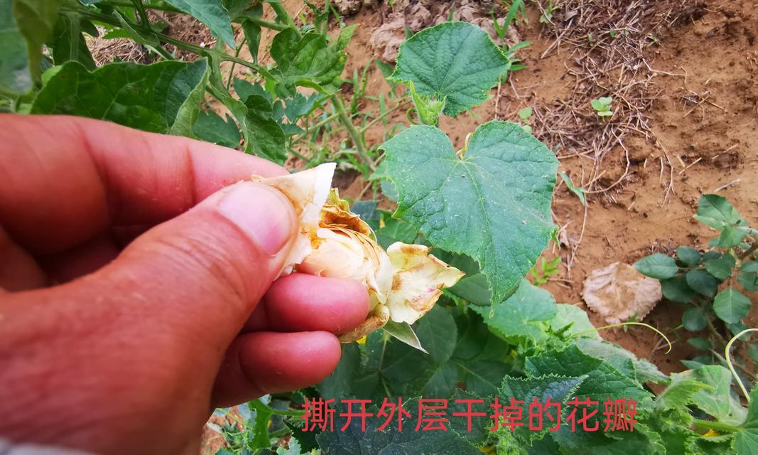 沙漠玫瑰的正确浇水方法（如何让沙漠玫瑰茁壮成长）