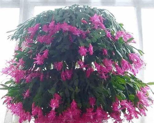 多肉蟹爪兰养护全指南（打造繁花似锦的多肉世界）