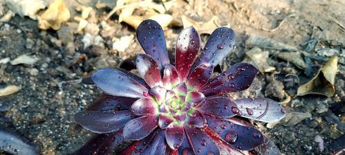 黑法师不开花的奥秘解析（揭开黑法师不开花的技巧与策略，让你成为顶尖玩家）