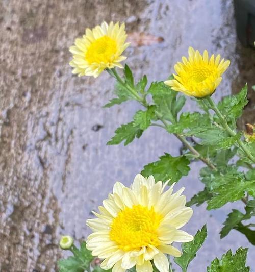 室外盆栽菊花淋雨可行性研究（探究菊花对于淋雨的适应性以及如何正确地让盆栽菊花在室外淋雨）