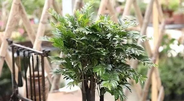 打造美丽的小叶紫檀（以小叶紫檀怎么修剪好看？掌握这些方法让您的盆景更加迷人）