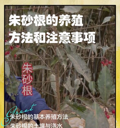 如何处理干枯的朱砂根叶子？（朱砂根叶子干了怎么办？教你有效处理方法）
