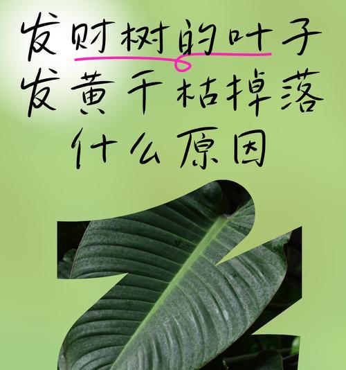 发财树叶子枯萎的原因及应对方法（解析发财树叶子枯萎的问题，掌握抢救方法，）