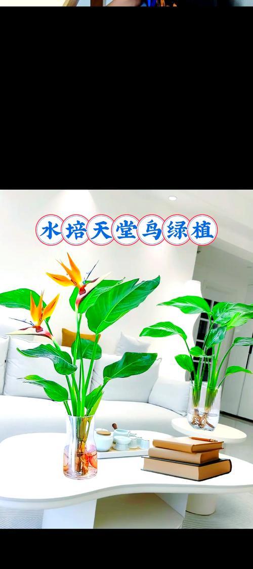 天堂鸟的室内养殖指南（家庭也能养天堂鸟，这些细节你必须知道）