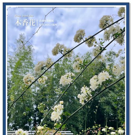 木香花根系发达的特点及作用（探究木香花根系的构造和功能）