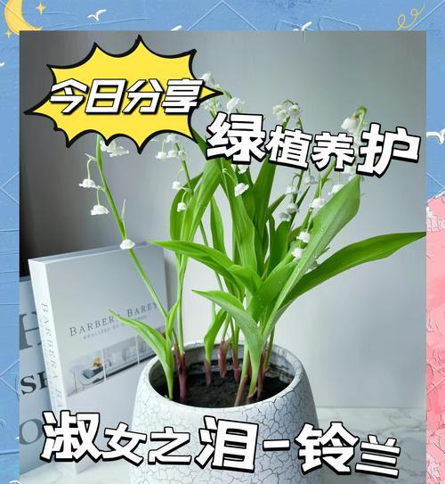 铃兰养殖技巧与方法（轻松学习如何养护铃兰完成美丽花坛的打造）