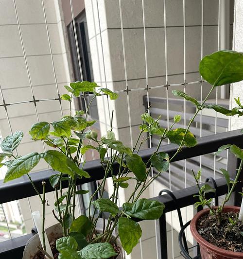 茉莉秋冬叶子干枯的原因及应对方法（茉莉秋冬枯萎的关键问题及保护建议）