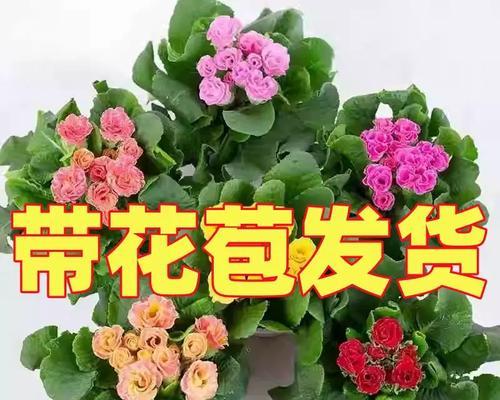 重瓣报春花养护指南（打造花园中的绚丽盛景，以重瓣报春花为首）
