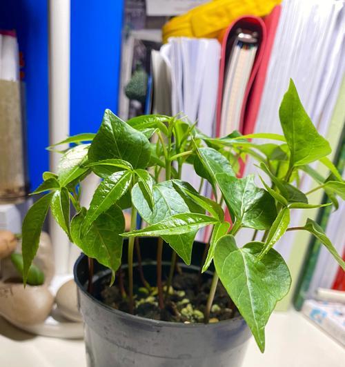 以芙蓉叶怎么栽培（种植芙蓉叶的步骤与技巧）
