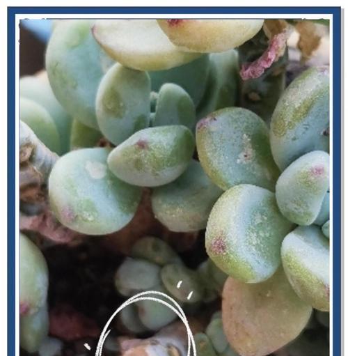 多肉植物触感变软如何处理(保护多肉植物的关键在于日常护理)