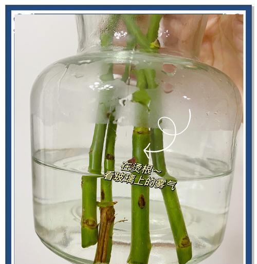 水插植物技巧（以水插植物技巧与方法，轻松获得浓密根部）