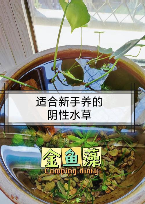 金鱼草的浇水技巧与要点（科学浇水，让金鱼草生长茁壮）