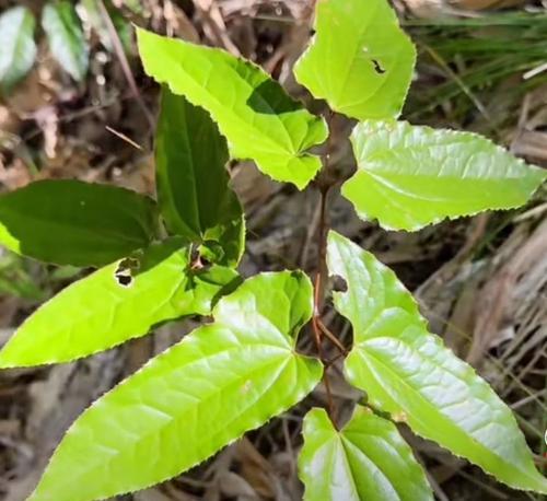 摩罗——神奇的草本植物（探究摩罗的分类、特点与应用）