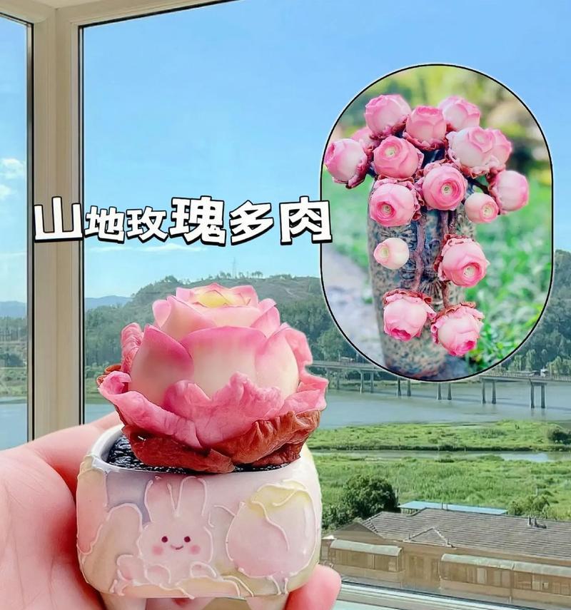 山地玫瑰如何成功生根（掌握关键技巧，让山地玫瑰茁壮成长）