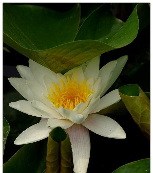 水生花的培育技巧及注意事项（掌握正确方法，打造美丽水上花园）