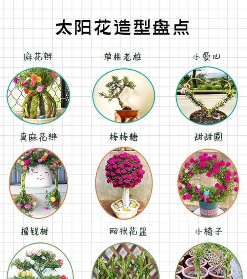 保护向日葵花，让其绽放夏日的辉煌（向日葵花保护的关键措施与技巧）