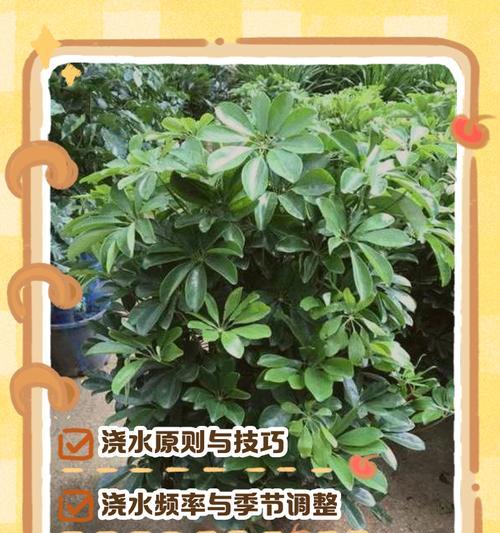 如何处理鹅掌柴上的虫害？（鹅掌柴有虫怎么办？快来了解正确的处理方法！）