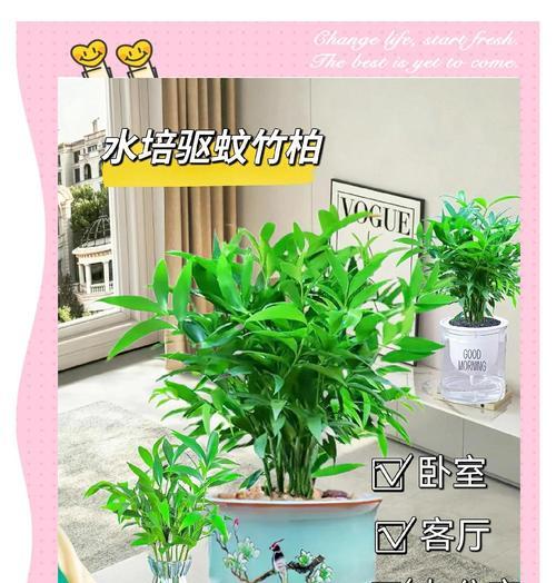 以盆栽水竹怎么养？（打造绿色空间的关键是选择合适的水竹品种）