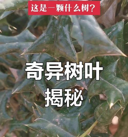 树叶的形状及其意义（探秘不同形态树叶的生态价值）