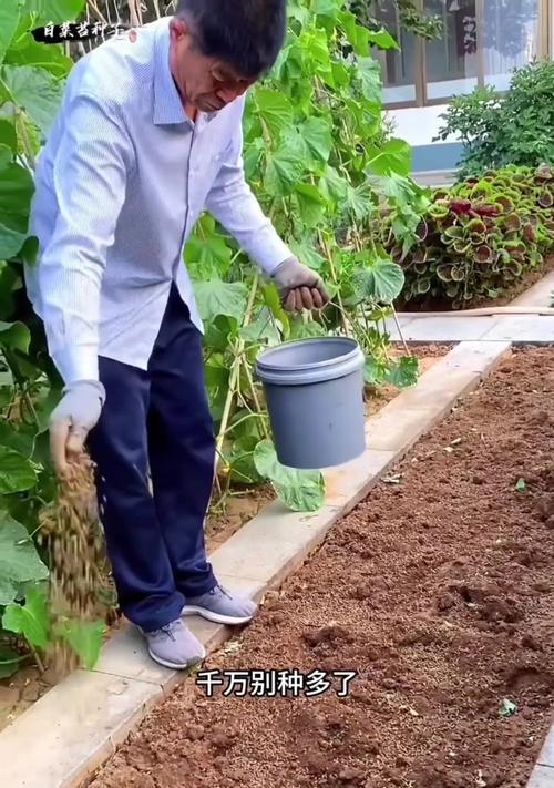 阳台白菜的种植方法(在家享受新鲜绿色的阳台蔬菜)