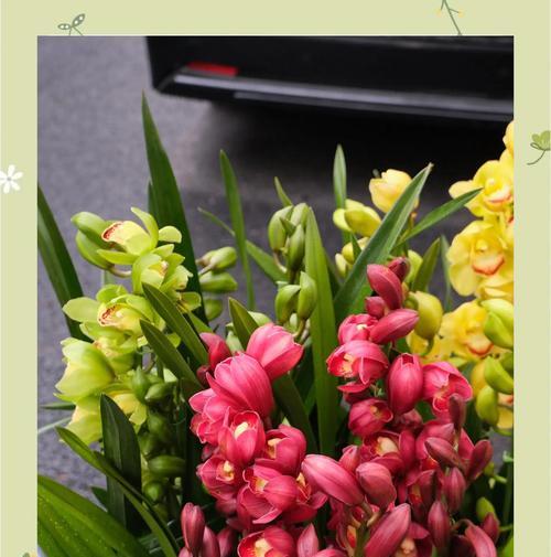 如何养护惠兰花春天的美丽（以惠兰花为中心，打造花园的绚丽春天）