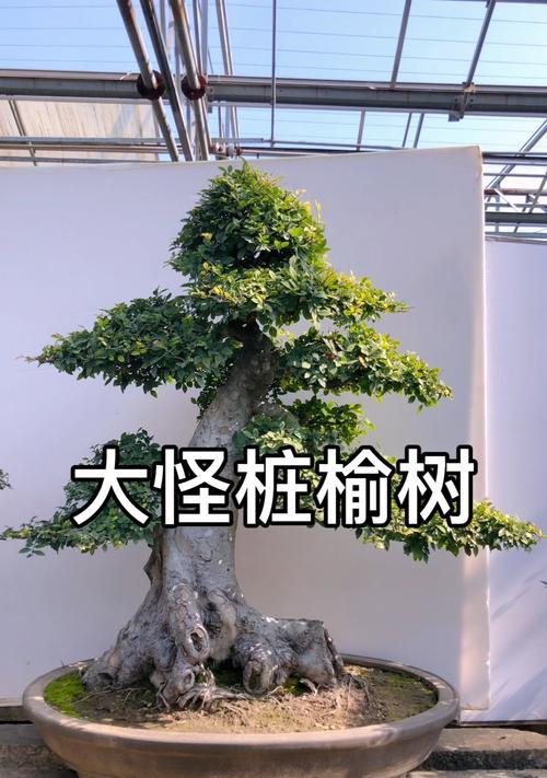 挖掘榆树树桩的技巧与方法（探索榆树树桩挖掘的关键步骤与注意事项）