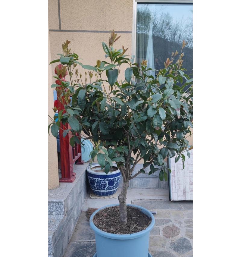 桂花换盆指南（学会正确的换土技巧，让你的桂花健康成长）