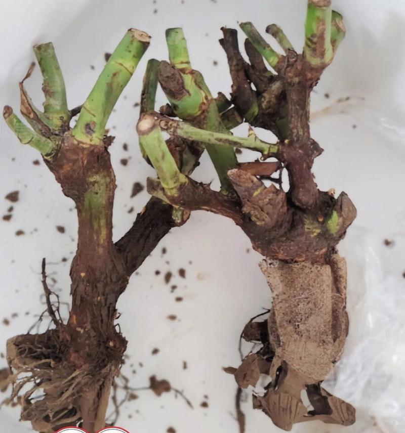 玫瑰盆栽修剪（玫瑰盆栽修剪技巧，打造繁花似锦的盆栽花园）