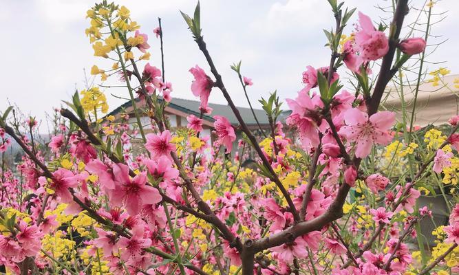 龙泉花养殖全攻略（从种植到收成，让你轻松养出精美的龙泉花）