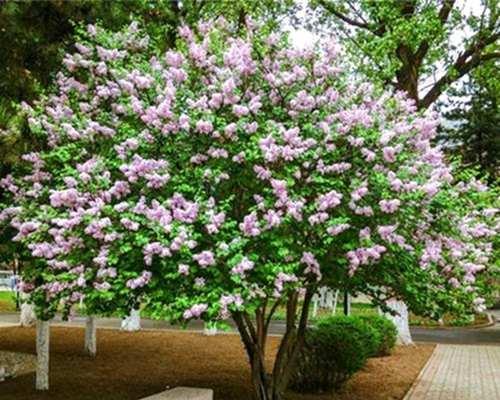 白丁香花的养殖技巧（打造迷人花坛的不二选择）