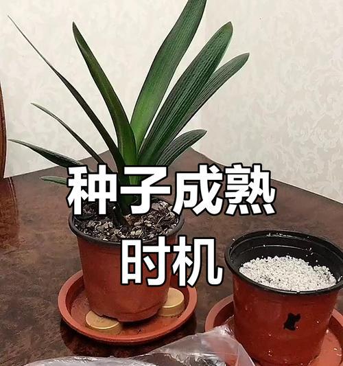 种植君子兰（掌握君子兰种子收集的窍门，打造美丽花园）